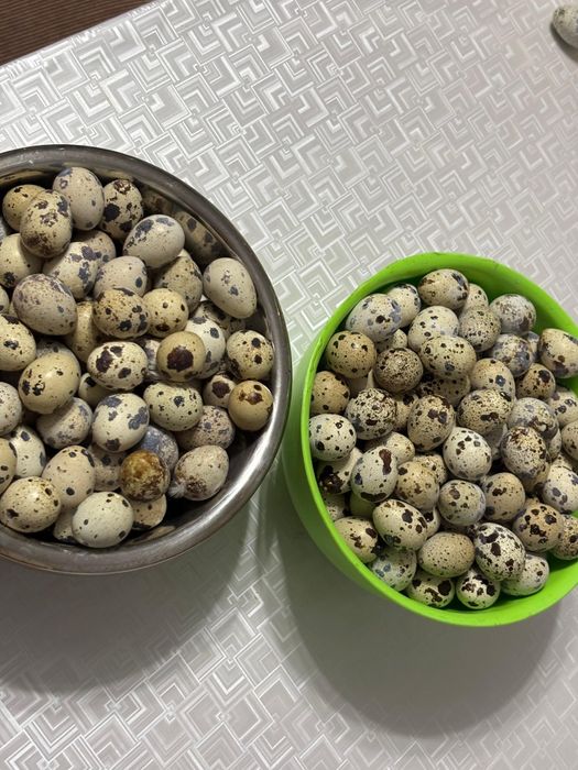 Яйца перепелиные