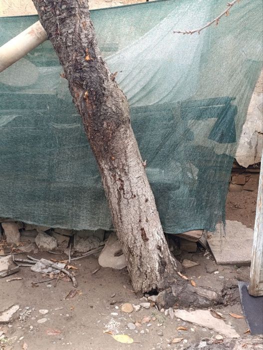 Черешневое дерево цельное