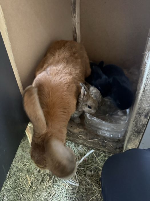 Кролики разных парод