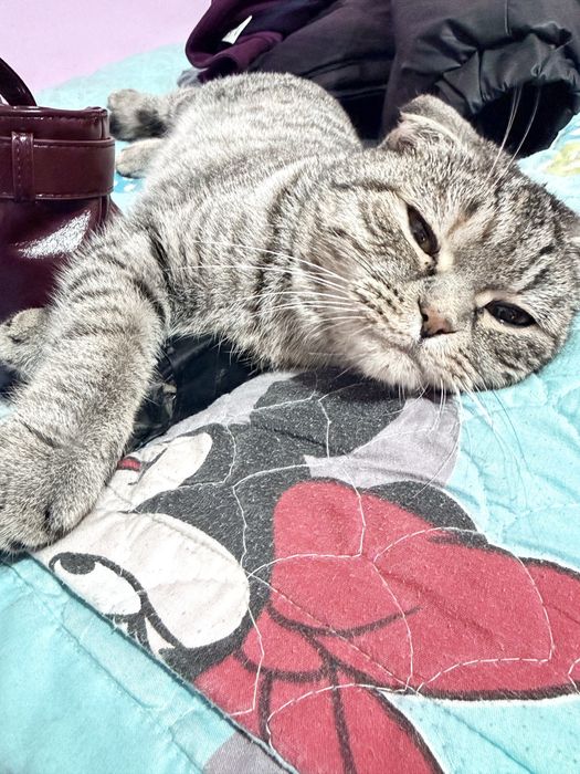 Вислухая кошка сотилади