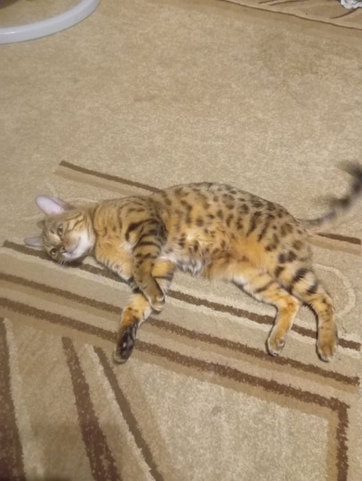 Продам бенгальская кошка