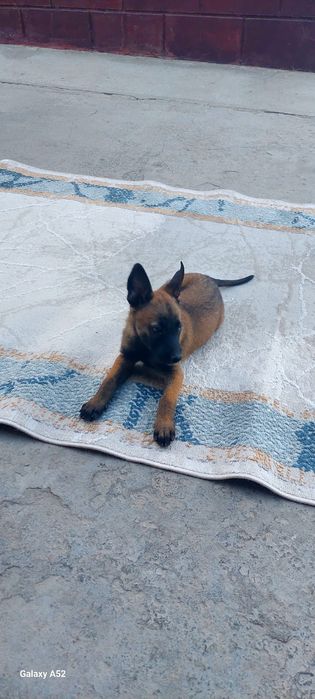 Щенок Малинуа бельг. Овчарка