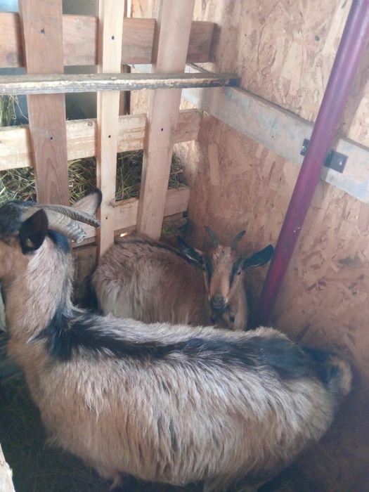 Capre de rasa 2 bucati