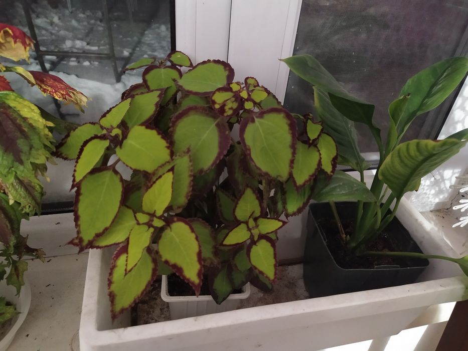 Цветы прекрасные Колеусы