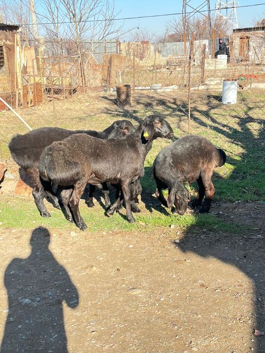 Гиссар козы кошкарлар