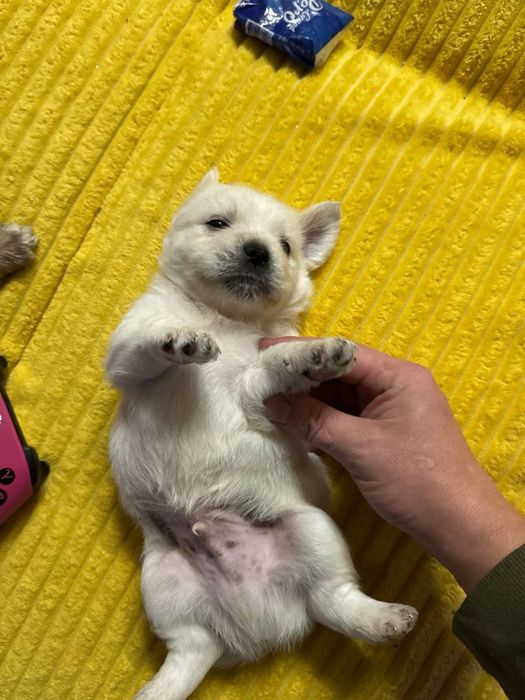 щенки в добрые руки