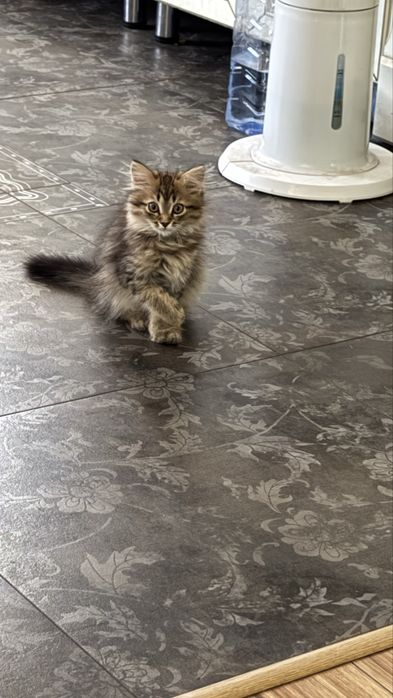 Котят мальчик девочка