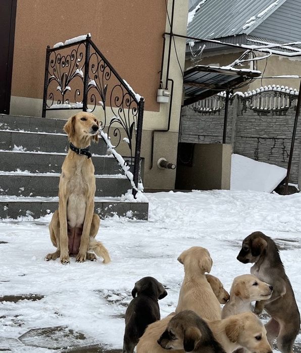 Асыл тұқымды тазы күшіктер