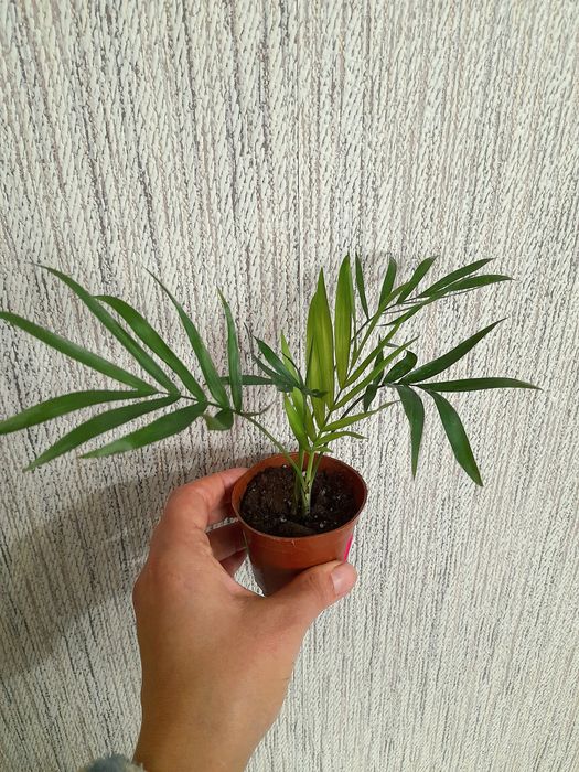 Продам Пиперомия вариегатная