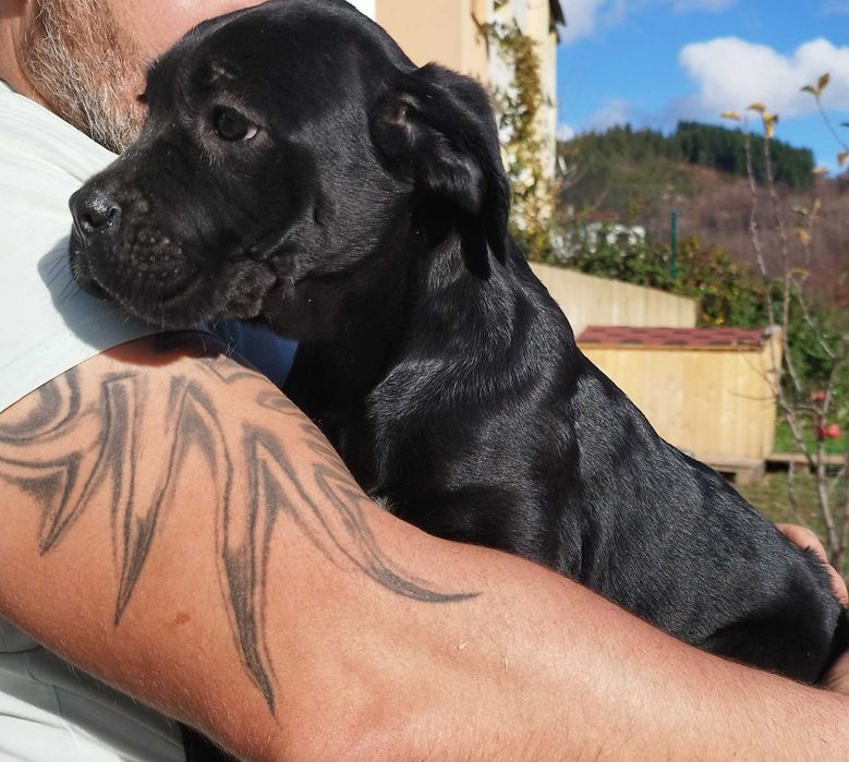 Кане Корсо Италияно