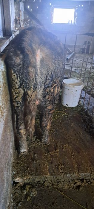 Продам бычка 8 месяцев