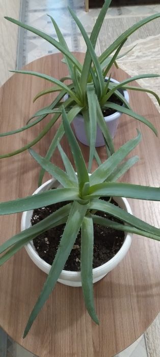 Продаётся цветок Алоэ