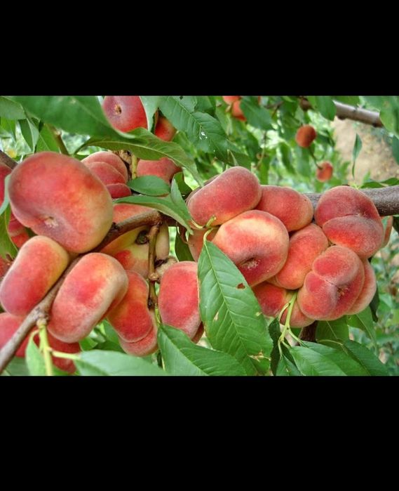 Vând pomi fructiferi