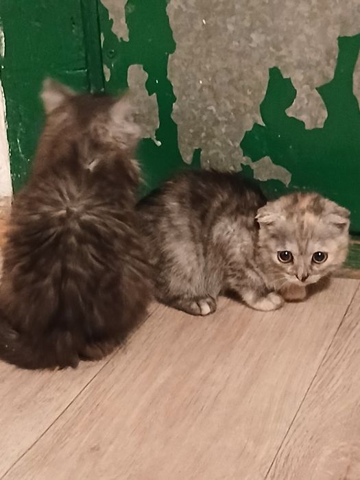 Отдам котят 3х месячные