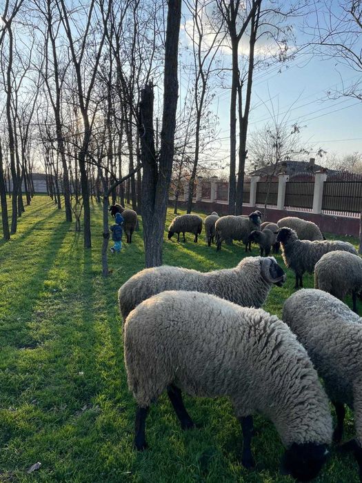 Berbecuti de vanzare