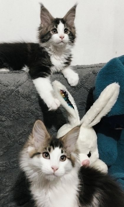 Мейнкун крупные котята !