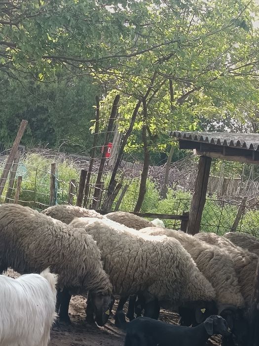 Oi si capre de vânzare