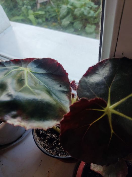 Продам цветы комнатные.