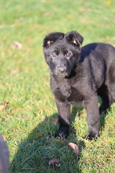 Ciobanesc German Alsacian spate drept cu Pedigree canisa autorizata