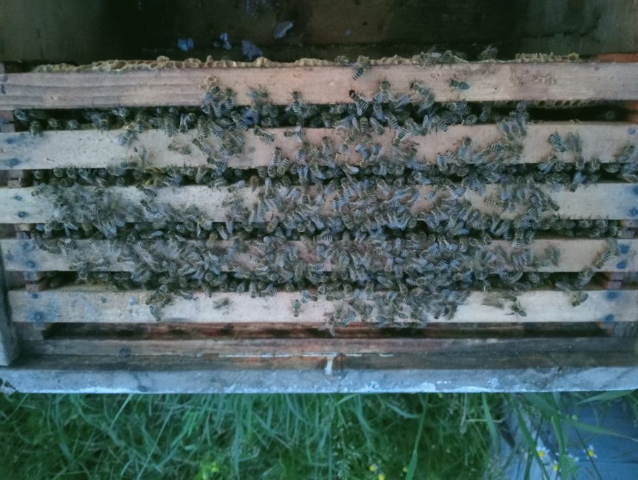 Vand familii pe 4 rame cu puiet in aprilie