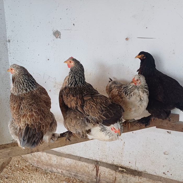 Brahma - oua pentru incubat