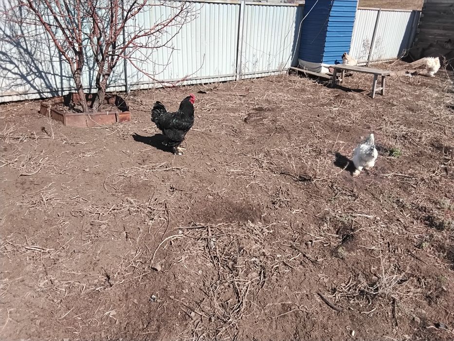 Продаже яица Брама