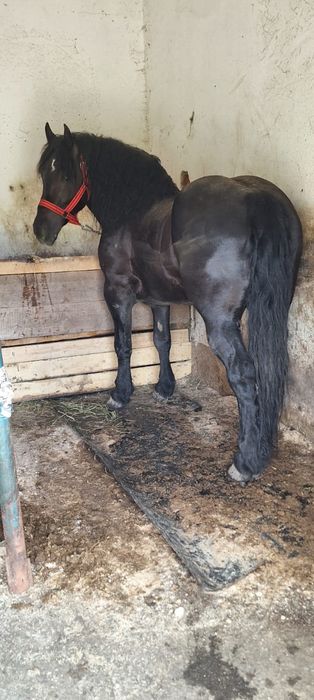 Vând iapa de 4 pe 5 ani cuminte și garantata  de ham