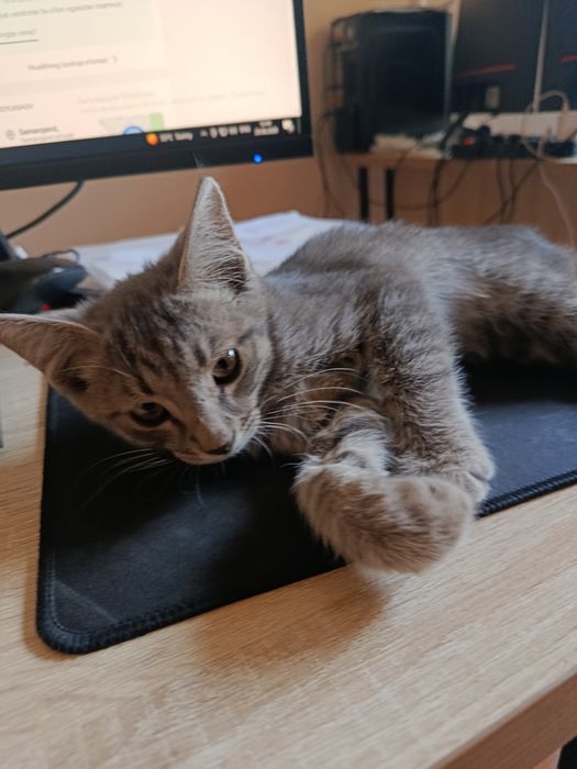 Mushukcha European shorthair (kaltayungli)