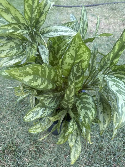 Аглаонема, Долларовое дерево