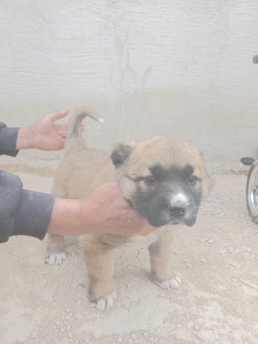 Продается щенок породы алабай сучка