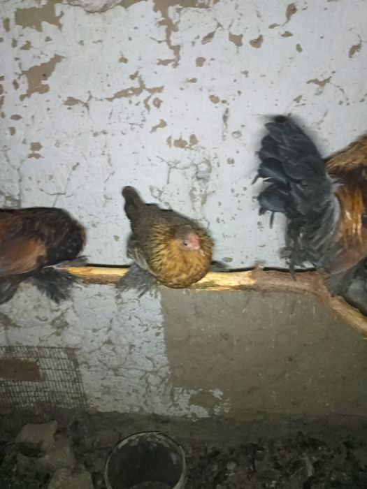 Тауық карликовый