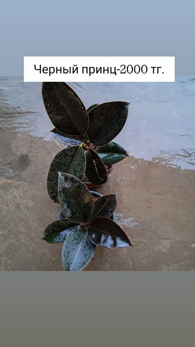 Продам комнатные цветы