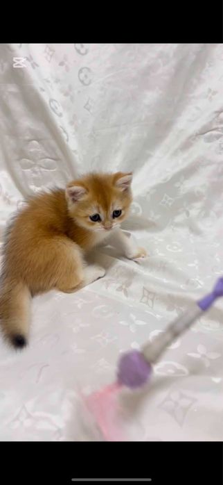 Scottish Fold & Scottish Straight Golden