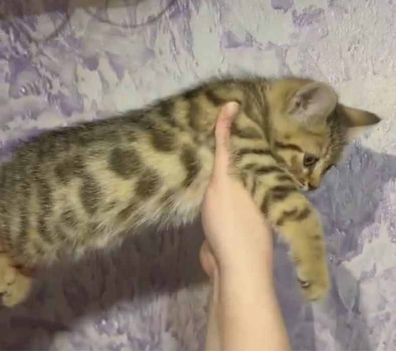 Бенгальские котята