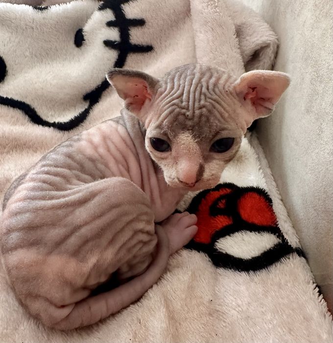 Котята канадского сфинкса