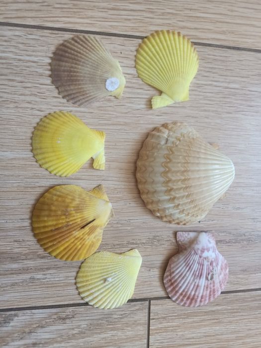 Ракушки морские разные