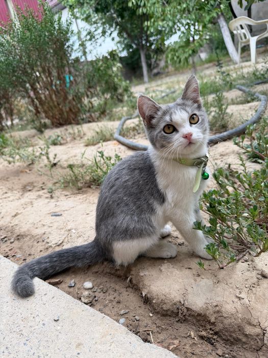 Котята 2 девочки