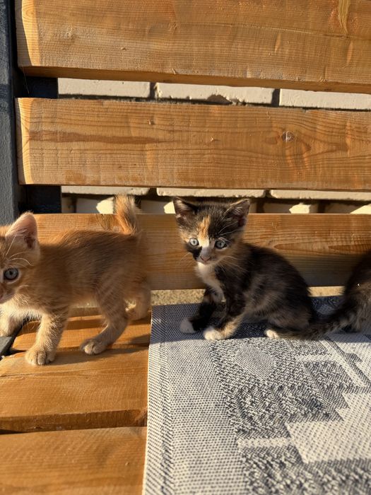 Котята голубоглазые