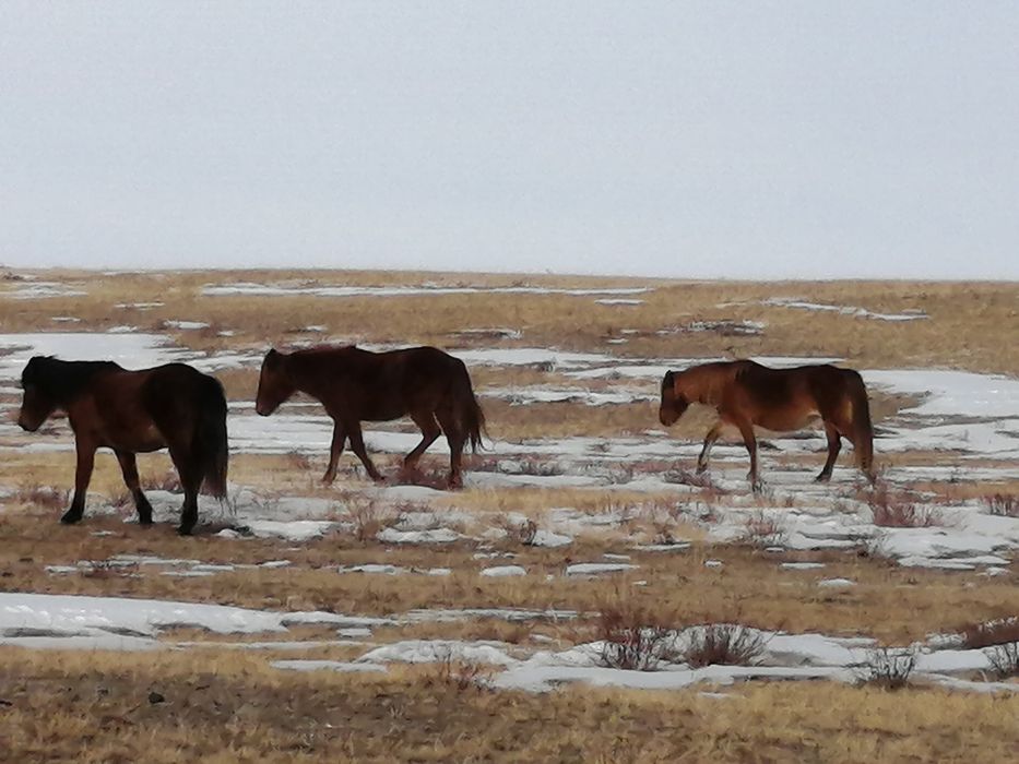 Жылкы сатылады биелер ай