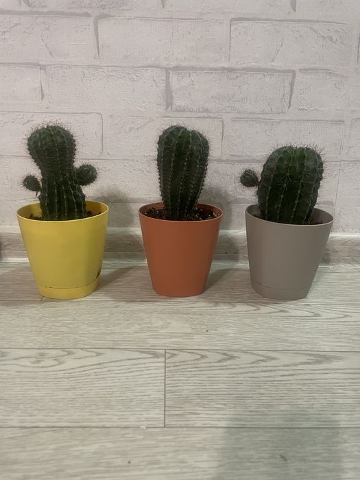 Продам кактусы