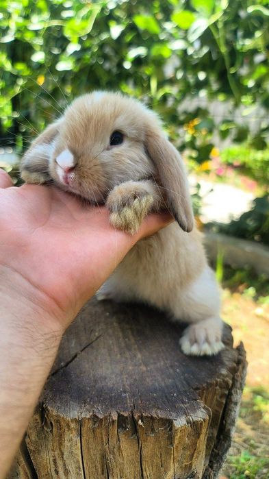 Quyon, Кролик Dekorativ Karlik Baran quyonchalar