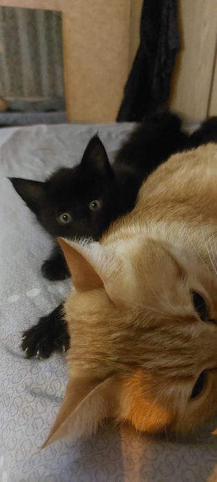 Отдам котят в добрые руки