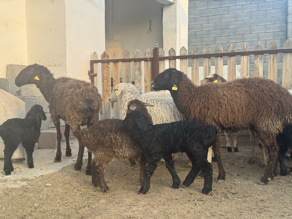 Козылы койлар сатылады.