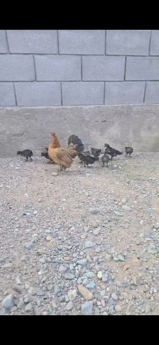 Курица японская с цыплятами