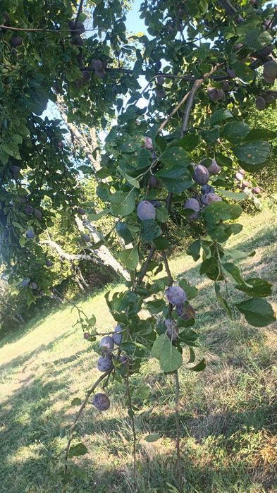 Vând prune pentru țuică
