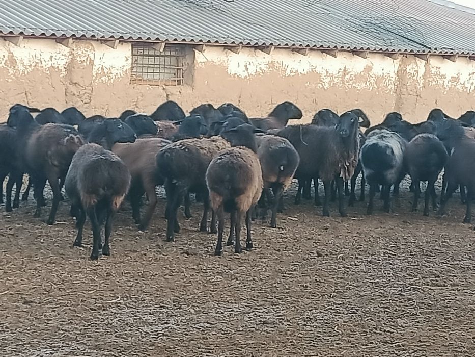 буаз саулыктар сатылады