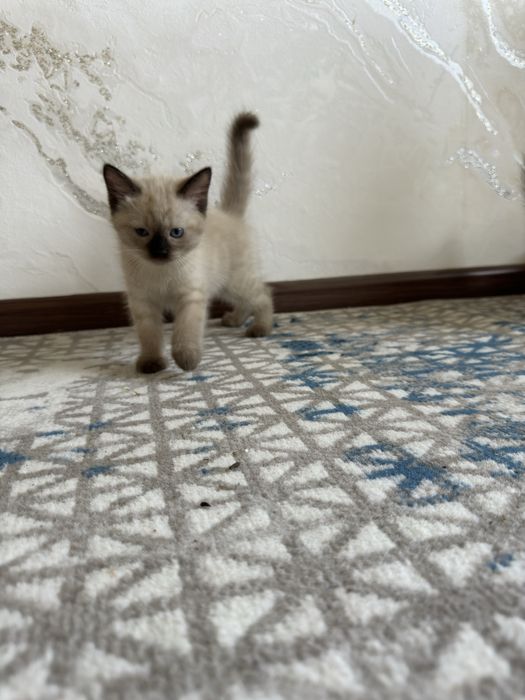Сиамская кошка, котята  Siamskiy mushuk