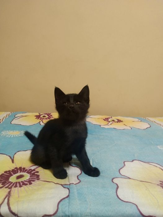 Отдам в добрые руки котят