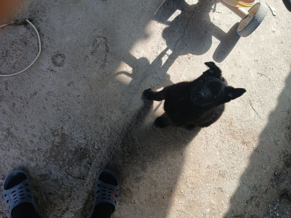 Продам собака немецкая овчарка