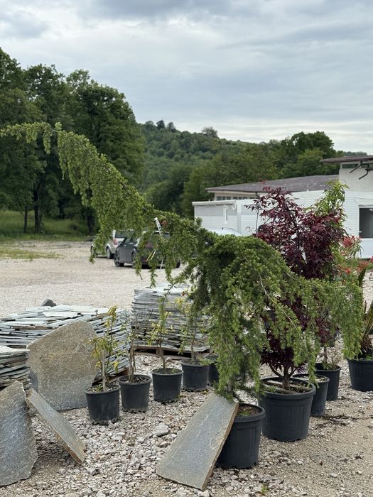 Vand plante ornamentale artar japonez/cedru/magnolia grandi flora/phot